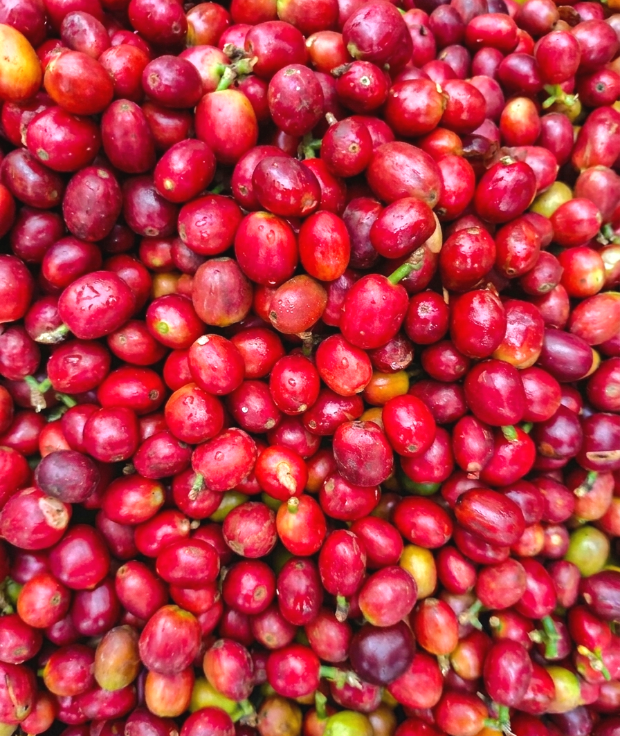 Coffee Cherries